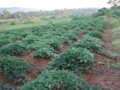 farmersfamiliesfutureuganda05486